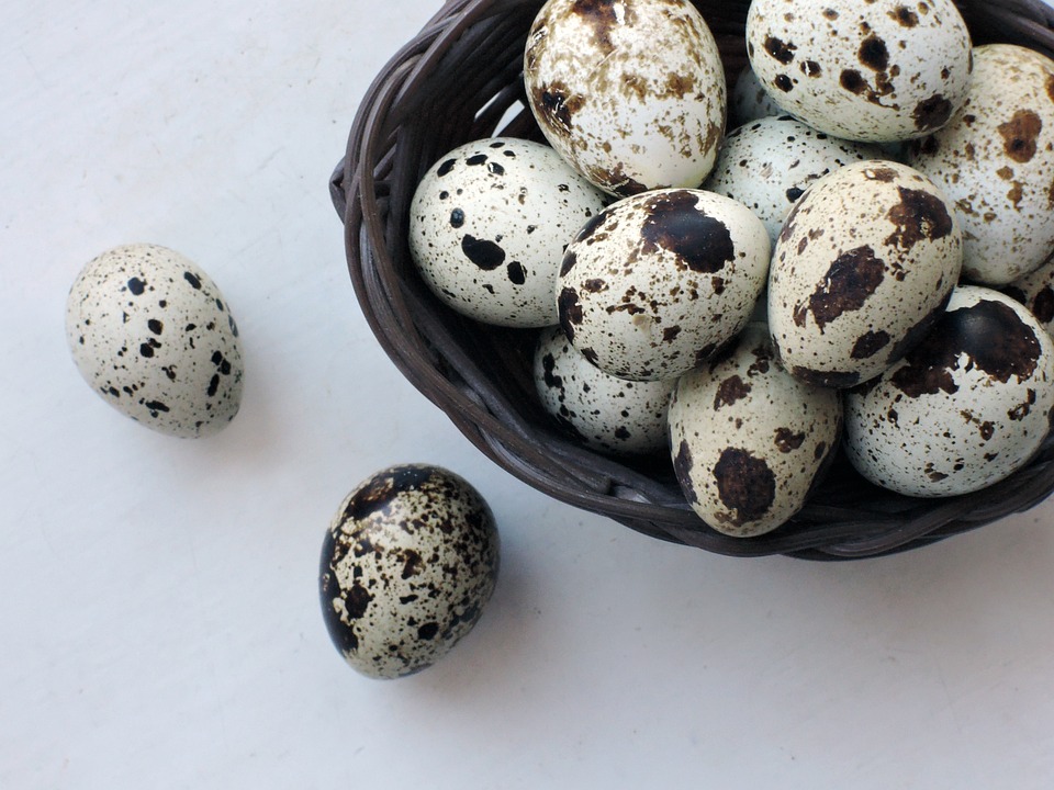 What is quail eggs?