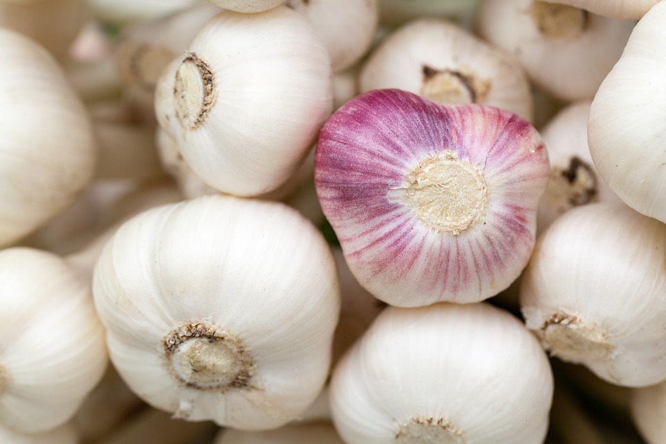 What is garlic?