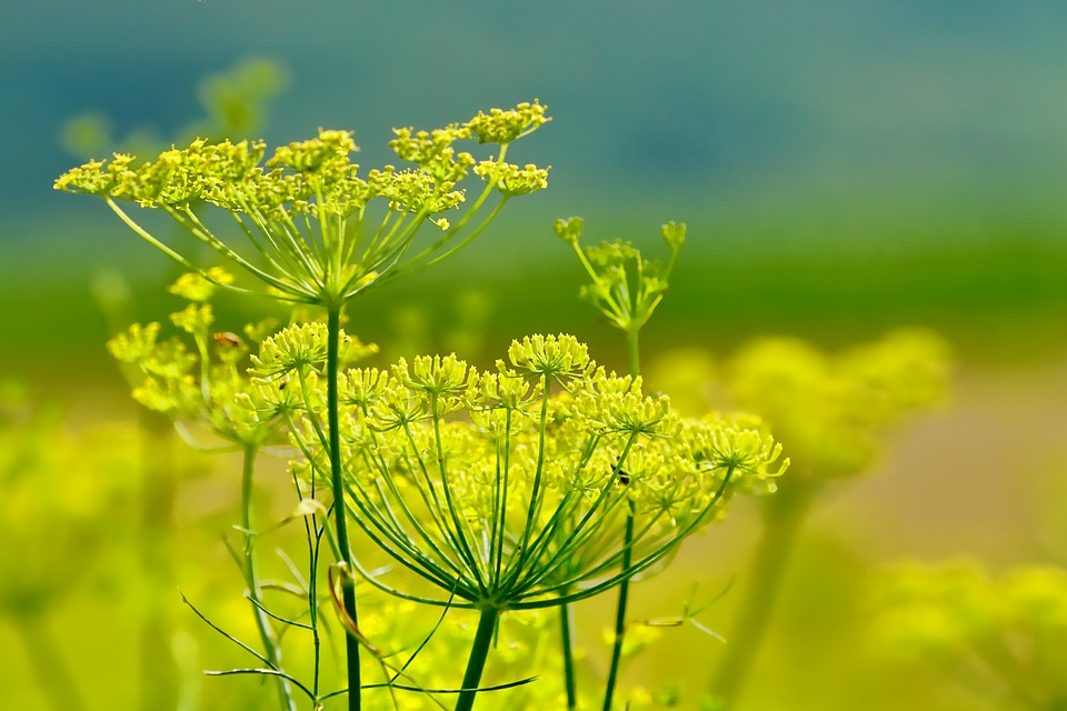 What is fennel?